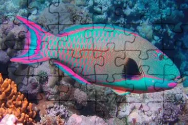 Pappagallo jigsaw puzzle