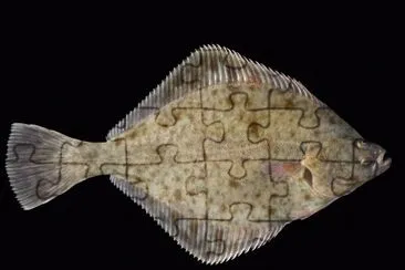Passera pianuzza jigsaw puzzle