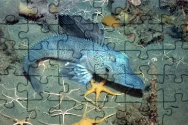 Pesce ghiaccio jigsaw puzzle