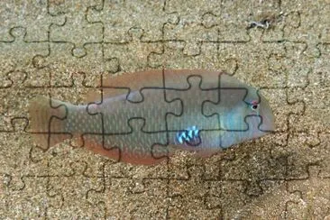 Pettine jigsaw puzzle
