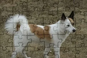Norrbottenspets jigsaw puzzle