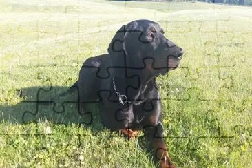 Gonczy polski jigsaw puzzle