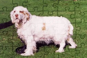 Clumber spaniel jigsaw puzzle