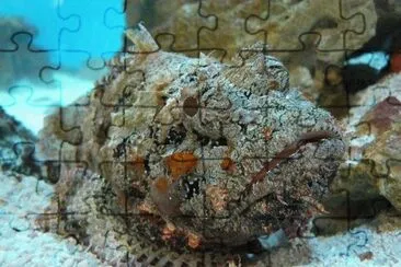 Pietra jigsaw puzzle