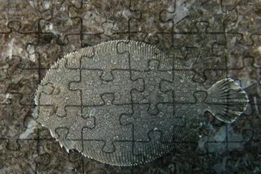 Rombo di rena jigsaw puzzle