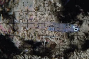 Rossetto jigsaw puzzle