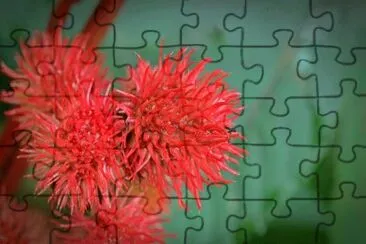 Nature jigsaw puzzle