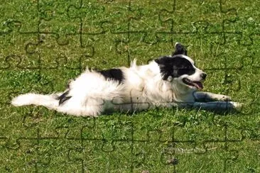 Colli jigsaw puzzle