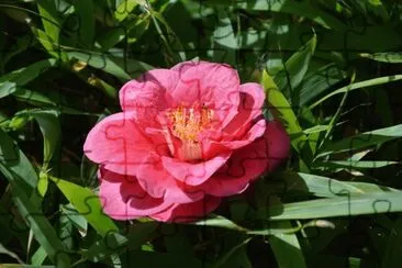 פאזל של Flower