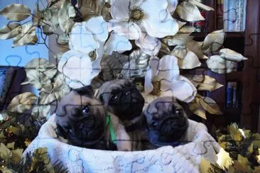 puppies in a basket jigsaw puzzle