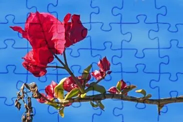 madeira jigsaw puzzle