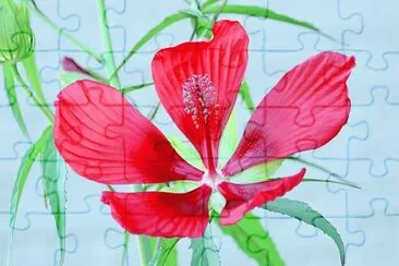 פאזל של Ketmie ecarlate