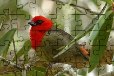 Tessitore di mauritius jigsaw puzzle