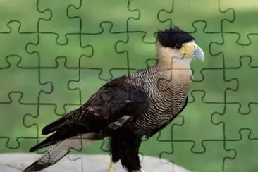 Caracara plancus jigsaw puzzle