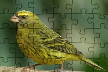 Canarino di foresta jigsaw puzzle