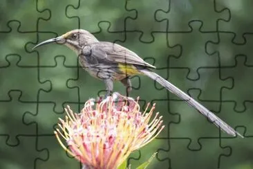 Zuccheriere del capo jigsaw puzzle