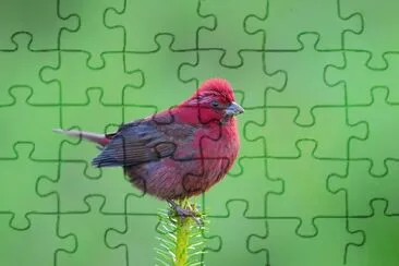 Capodaco di taiwan jigsaw puzzle