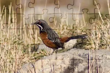 Saltarocce del capo jigsaw puzzle