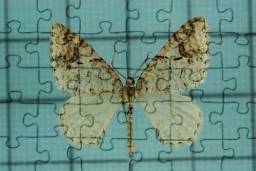 Venusia lineata jigsaw puzzle