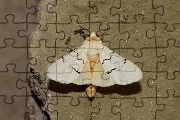 Leucaloa eugraphica jigsaw puzzle