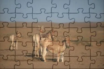 Mongolian wild jigsaw puzzle