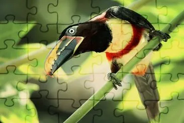 natural jigsaw puzzle