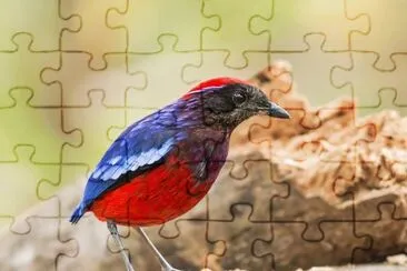 Pitta granatina jigsaw puzzle