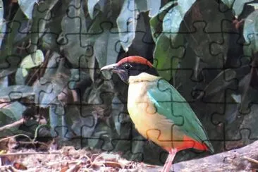 Pitta versicolore jigsaw puzzle