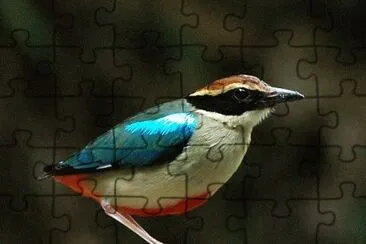 Pitta ninfa jigsaw puzzle
