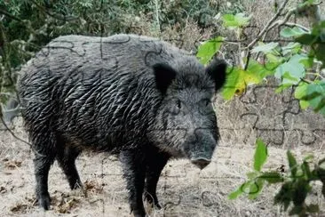 Cinghiale sardo jigsaw puzzle
