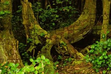 urwald jigsaw puzzle