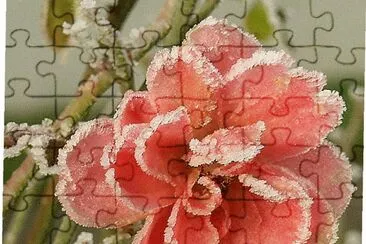Winterrose