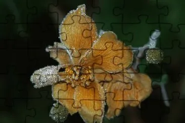 Winterblume