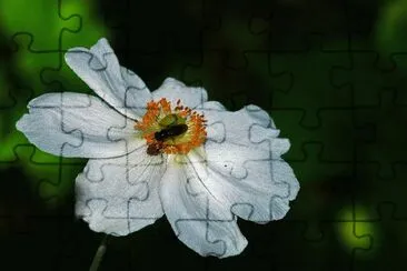 besucher jigsaw puzzle