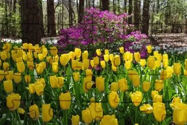 Primavera jigsaw puzzle