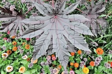 Nature jigsaw puzzle