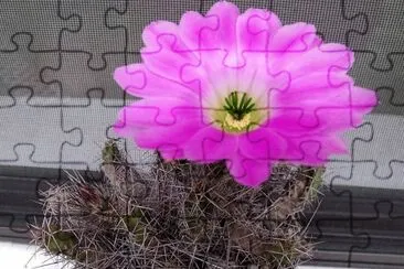 flores jigsaw puzzle