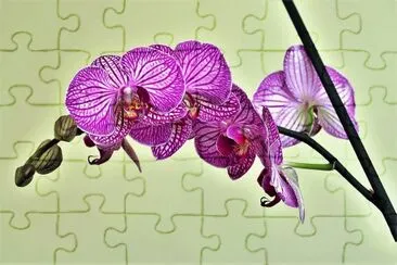 flores jigsaw puzzle