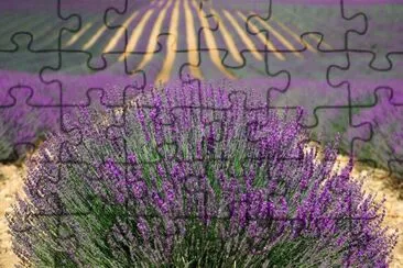 Nature jigsaw puzzle