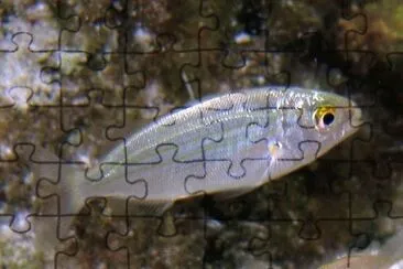 Sarpa