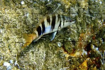 Sciarrano