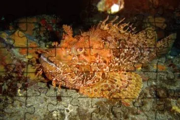 Scorfano rosso