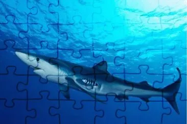 Squalo azzurro jigsaw puzzle