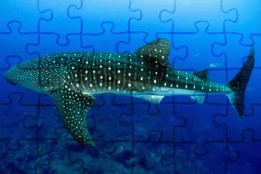 Squalo balena jigsaw puzzle