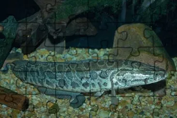 Testa di serpente settentrionale jigsaw puzzle