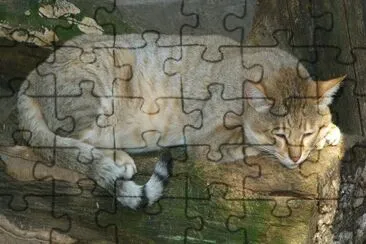 Selvatico nord africano jigsaw puzzle