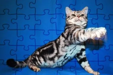 Esotico shorthair jigsaw puzzle