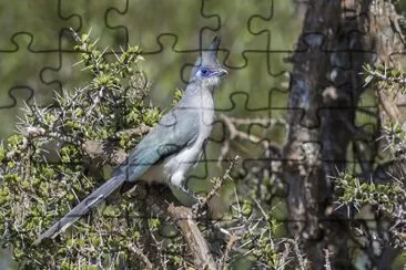 Cua di verreux jigsaw puzzle