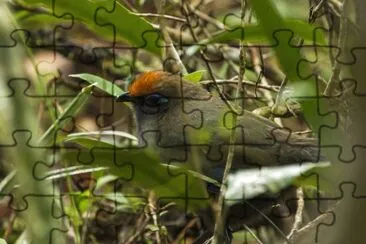 Cua fronterossa jigsaw puzzle