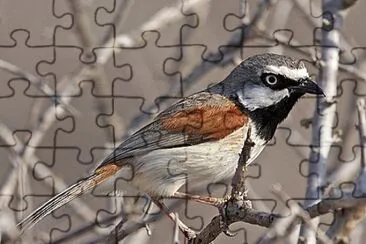 Vanga spallerosse
